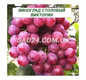 Саджанці винограду столового Вікторія