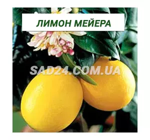 Саджанці лимона Мейєра (30 - 50 см)