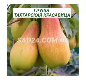 Саджанці груші Талгарська Красуня