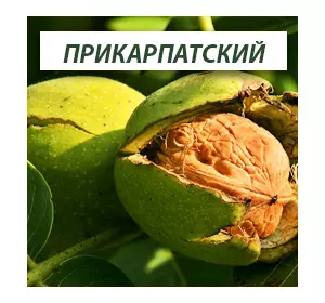грецький горіх Прикарпатський, дворічний