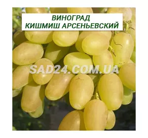 Саджанці винограду кишміш Арсеніївський