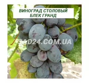 Саджанці винограду столового Блек Гранд