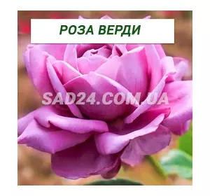 Саджанці чайно-гібридної троянди Верді