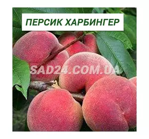 Саджанці персика Харбінгер