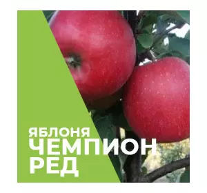 Саджанці яблуні Ред Чемпіон