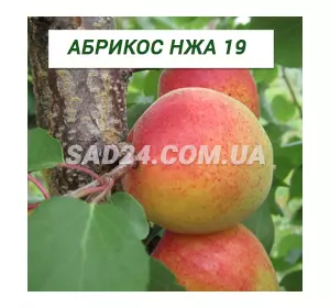 Саджанці абрикосу НЖА 19