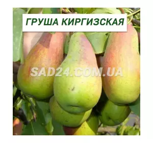Саджанці груші Киргизька зимова
