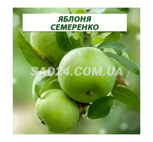 Саджанці яблуні Симиренка (пізній сорт), підщепа ММ106