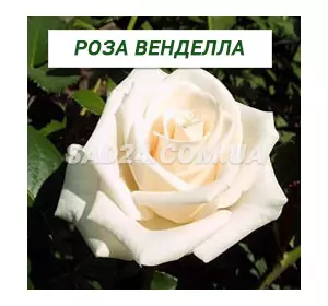 Саджанці чайно-гібридної троянди Венделла