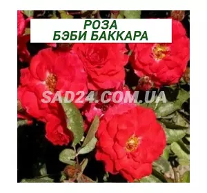 Саджанці бордюрної троянди Бебі Баккара