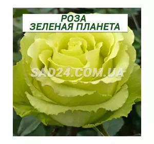 Саджанці чайно-гібридної троянди Зелена планета