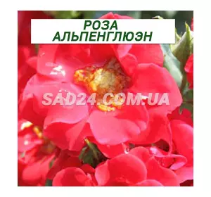 Саджанці ґрунтопокровної троянди Альпенглюен