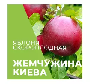 Саджанці яблуні Перлина Києва
