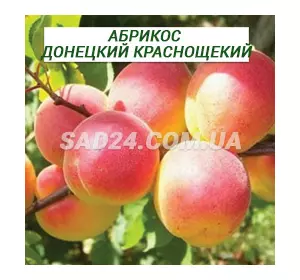 Саджанці абрикосу Донецький червонощокий