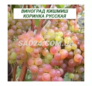 Саджанці винограду кишміш Коринка російська