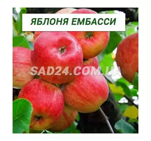 Саджанці яблуні Ембасі