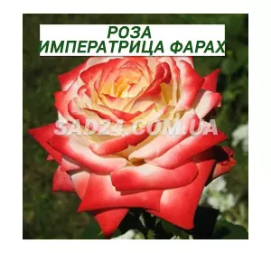 Саджанці чайно-гібридної троянди Імператриця Фарах
