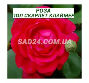 Саджанці трояндової троянди Пол скарлет клаймер