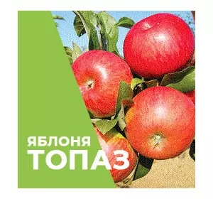 Саджанці яблуні Топаз