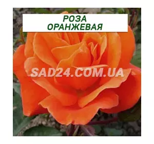 Саджанці плетистої троянди Помаранчева