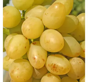 Саджанці винограду Аркадія