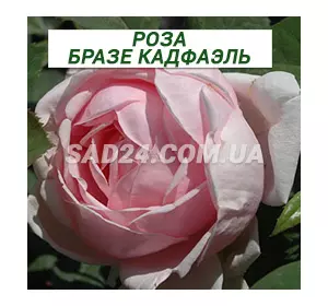 Саджанці англійської троянди Бразе Кадфаель