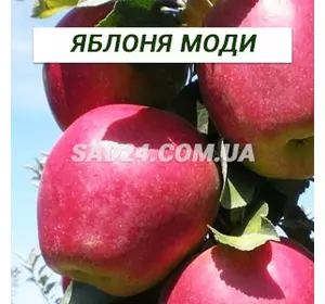 Саджанці яблуні Моді (зимовий сорт), підщепа М9