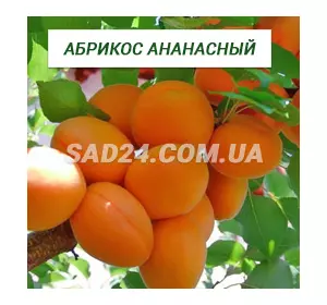 Саджанці абрикоса Ананасний
