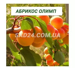 Саджанці абрикосу Олімп