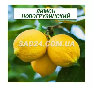 Саджанці лимона Новогрузинський (20 - 30 см)