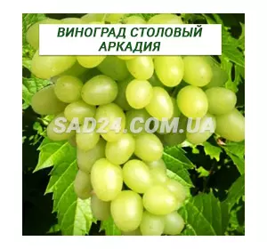 Саджанці винограду столового Аркадія