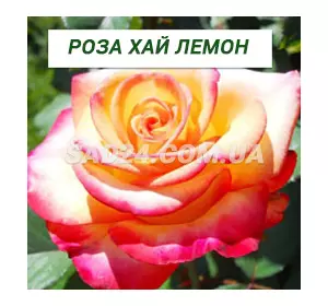 Саджанці чайно-гібридної троянди Хай Лемон