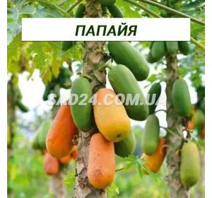 Саджанці папайї (80 - 100 см)