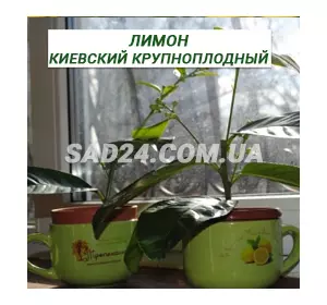Саджанці лимона київський великоплідний, у чашці (25 - 40 см)