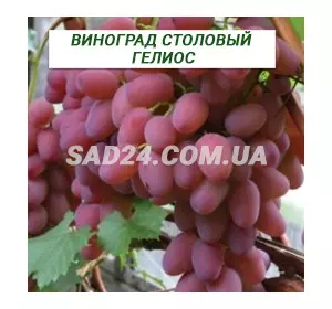 Саджанці винограду столового Геліос