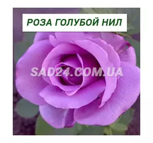 Саджанці чайно-гібридної троянди Блакитний Ніл
