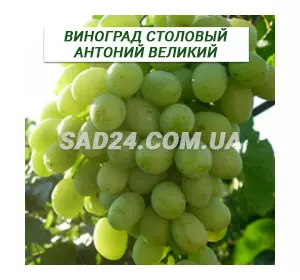 Саджанці винограду столового Антоній Великий