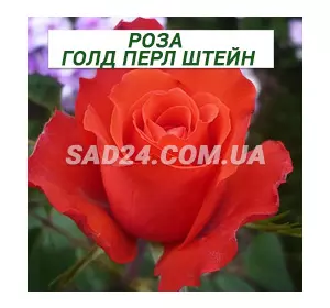 Саджанці чайно-гібридної троянди Голд Перл Штейн
