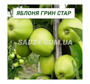 Саджанці яблуні Гріннстар
