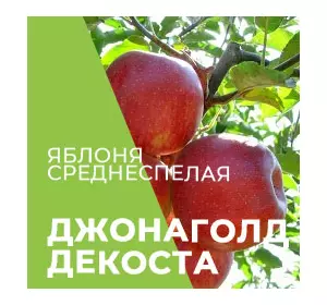 Саджанці яблуні Джонаголд Декоста