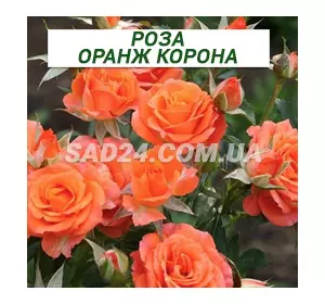 Саджанці бордюрної троянди Оранж Корона