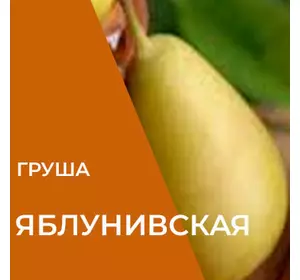 Саджанці груші Яблунівська