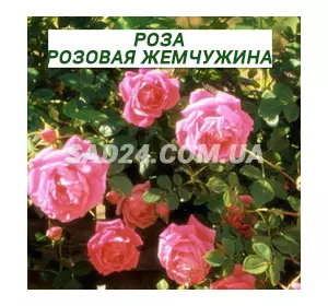 Саджанці плетистої троянди Рожева перлина