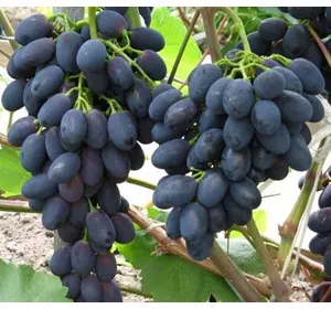 Саджанці винограду Кодрянка