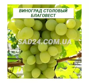 Саджанці винограду столового Благовіст