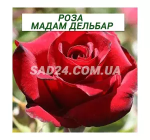 Саджанці чайно-гібридної троянди Мадам Дельбар