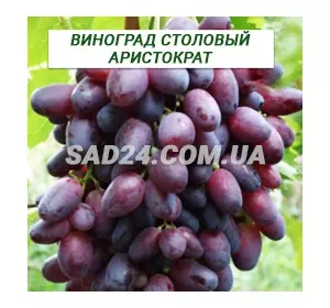 Саджанці винограду столового Аристократ