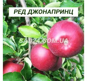 Саджанці яблуні Ред Джонапрінц (пізно-осінній сорт), підщепа М9