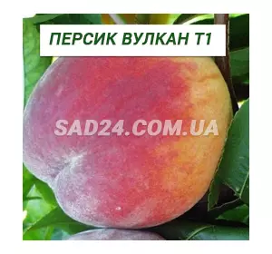 Саджанці персика Вулкан Т1