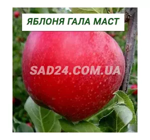 Саджанці яблуні Гала Маст